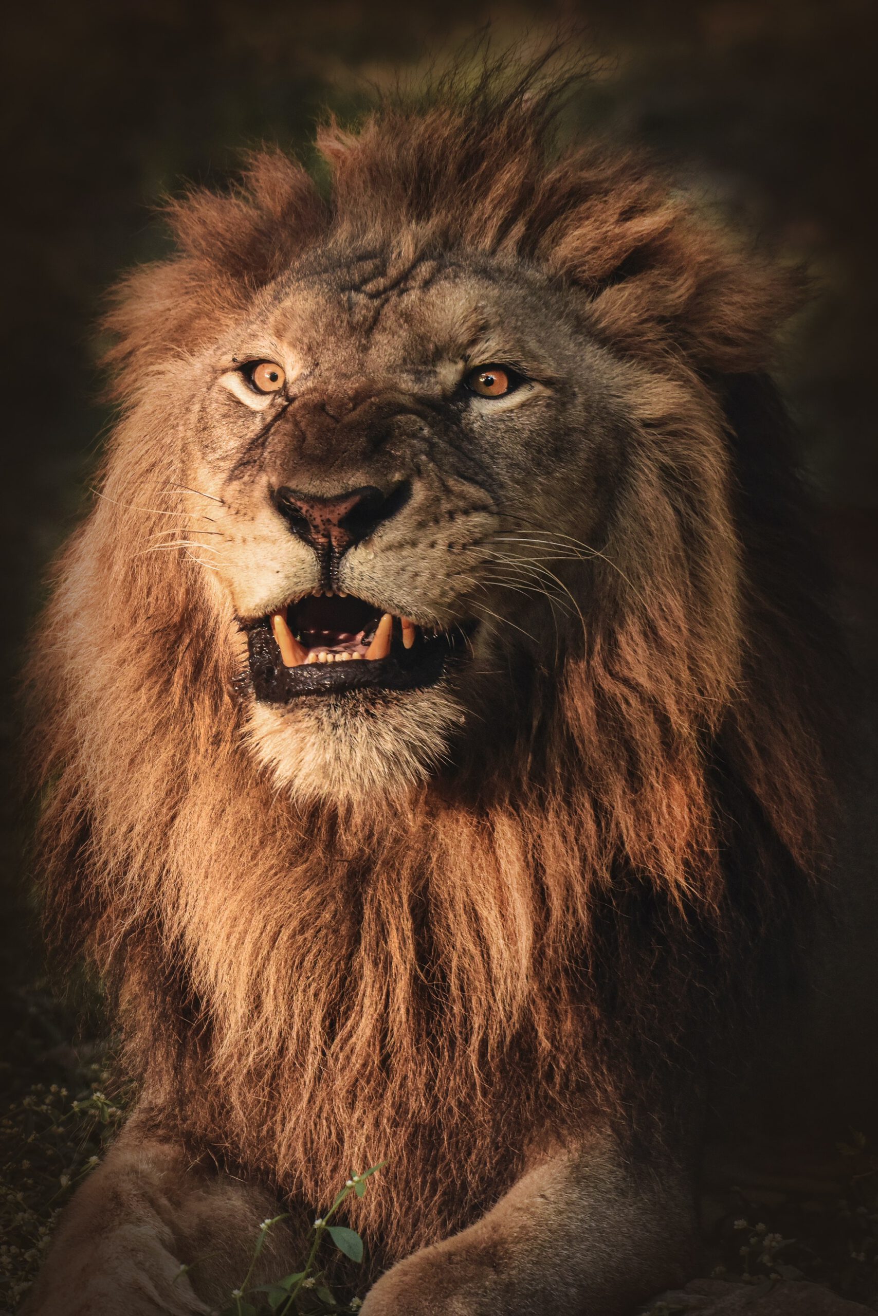 Im Bild: Löwenzähne und ein scharfer Blick